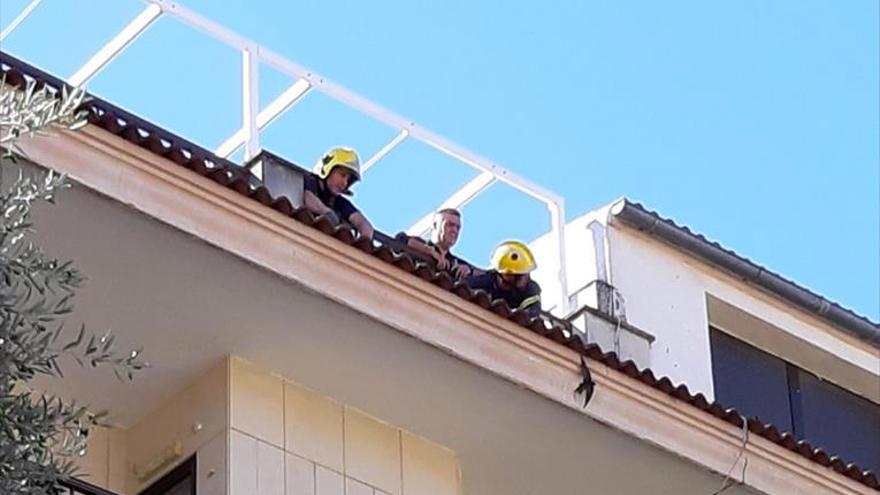 rescatado un vencejo que tenía un ala enganchada en una cornisa