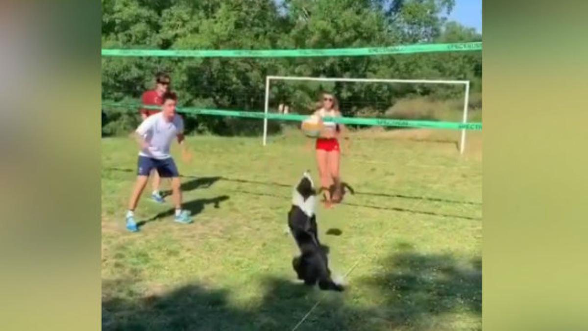 El perro que juega a volleyball como un profesional y que se ha hecho viral en las redes ¡de locos!