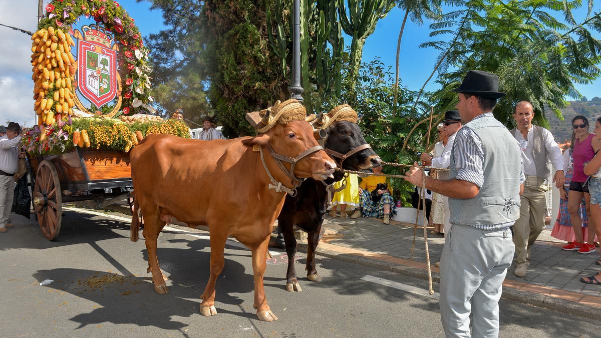 Una yunta tira de la carreta del municipio de Valleseco en el inicio de la romería-ofrenda del Pino en el Castañero Gordo.