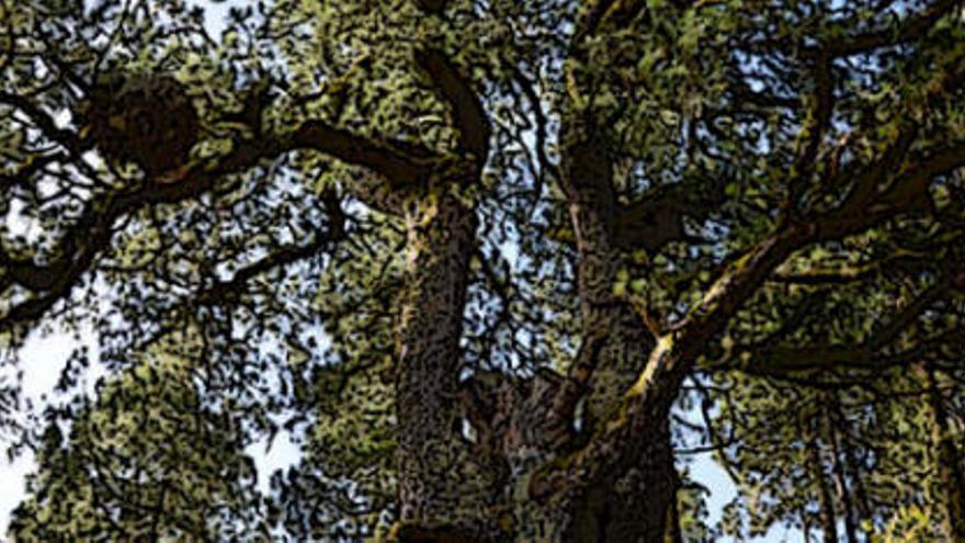 El Pino Muralla, gigante verde de Gáldar