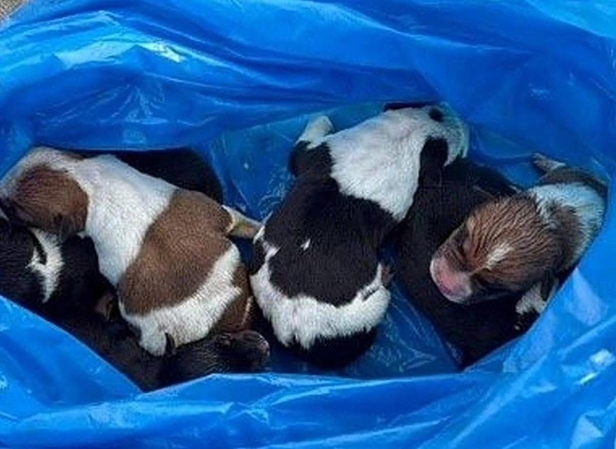 Los cachorros, en la bolsa.