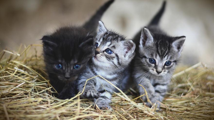 Al descubierto el beneficio para tu salud por tener gatos en casa