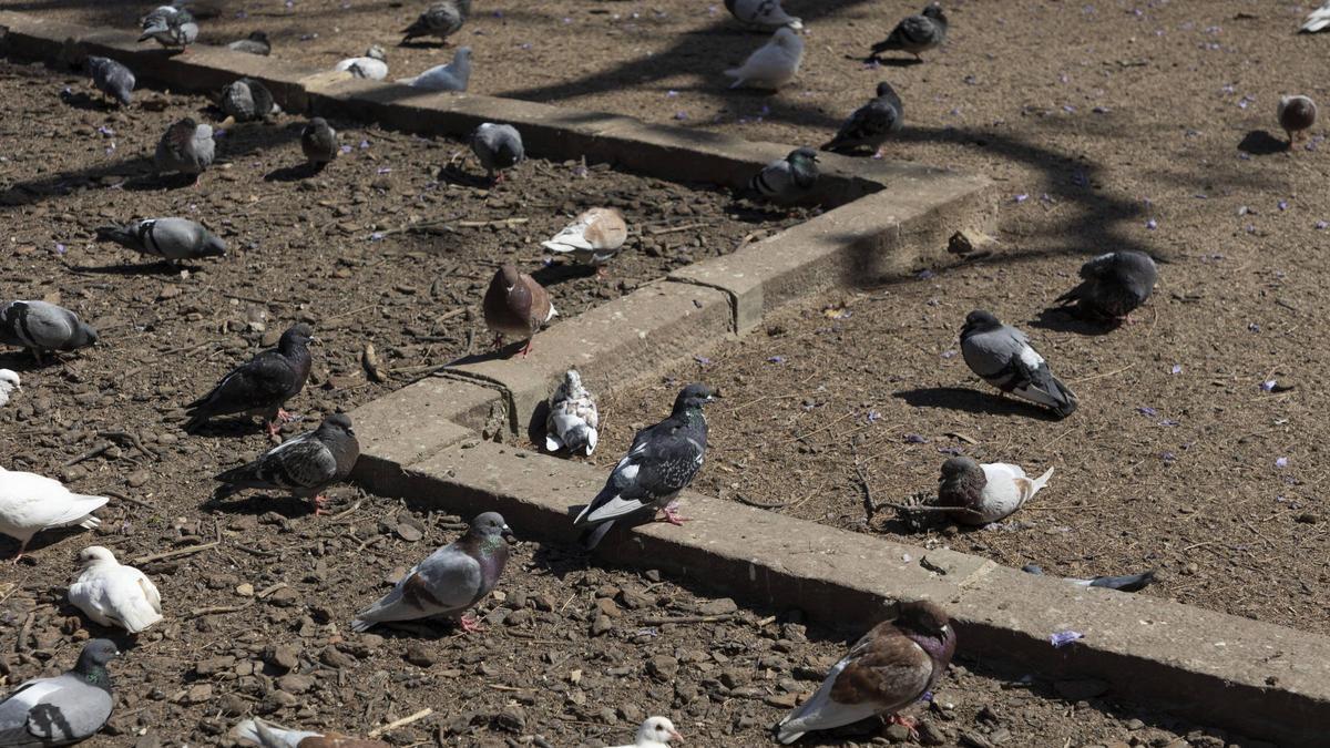 Palomas en un parque de València.