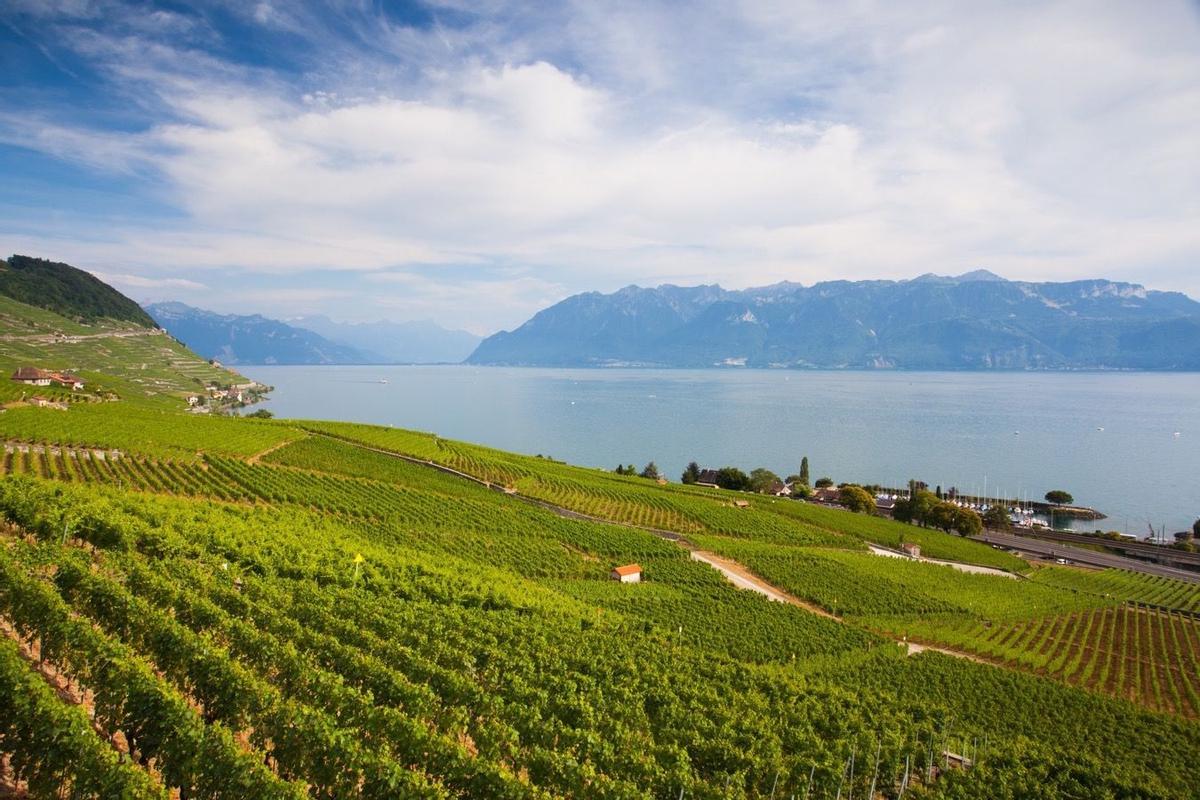 Los mejores lugares para vendimiar, Lago Leman y Valais (Suiza)