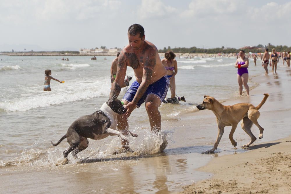 La playa para perros de Pinedo, a reventar