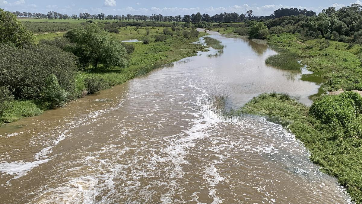 El cauce del río Guadiamar a su paso por la localidad sevillana de Gerena camino de Doñana, donde es el principal surtidor de agua desde Sevilla al parque nacional.
