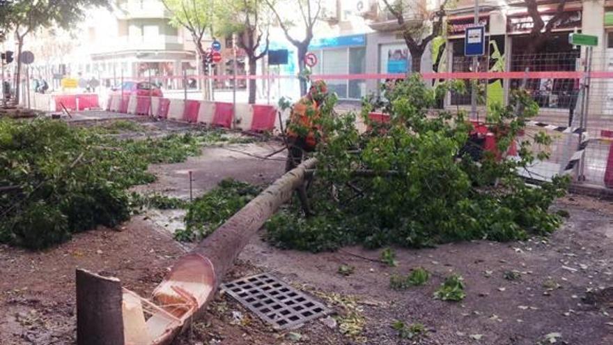 Los operarios talaron ayer los árboles de la calle Ciudad Jardín