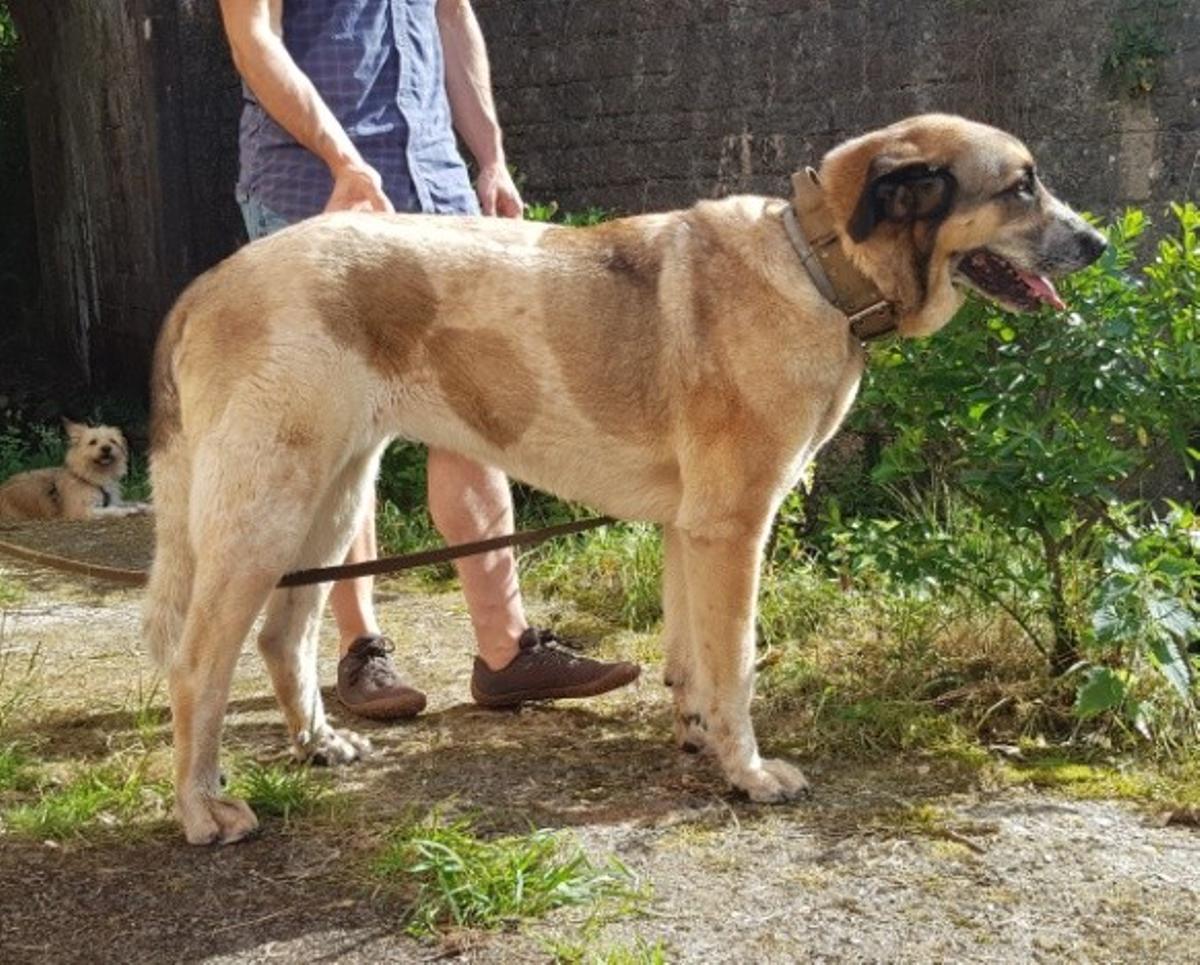 Perro "pastor del osu".