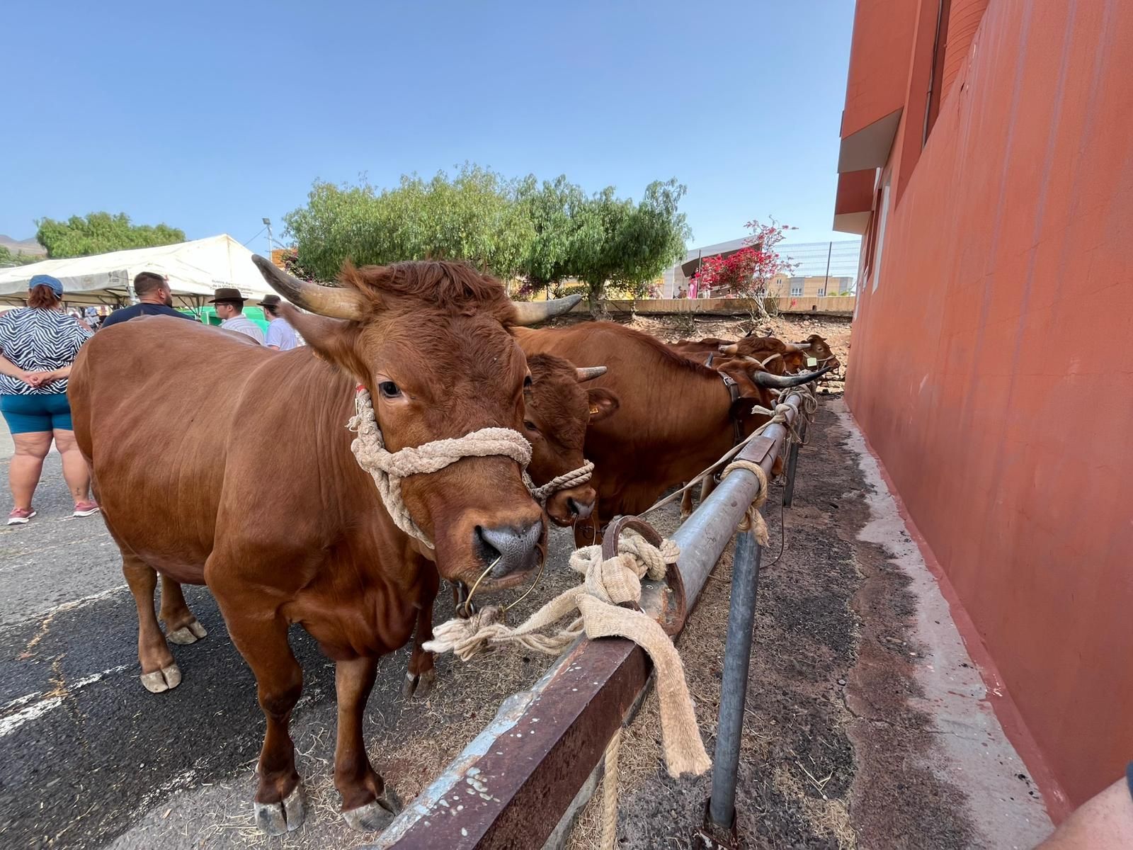 El calor cancela actos en las fiestas en honor a San Pedro y San Pablo de Ingenio