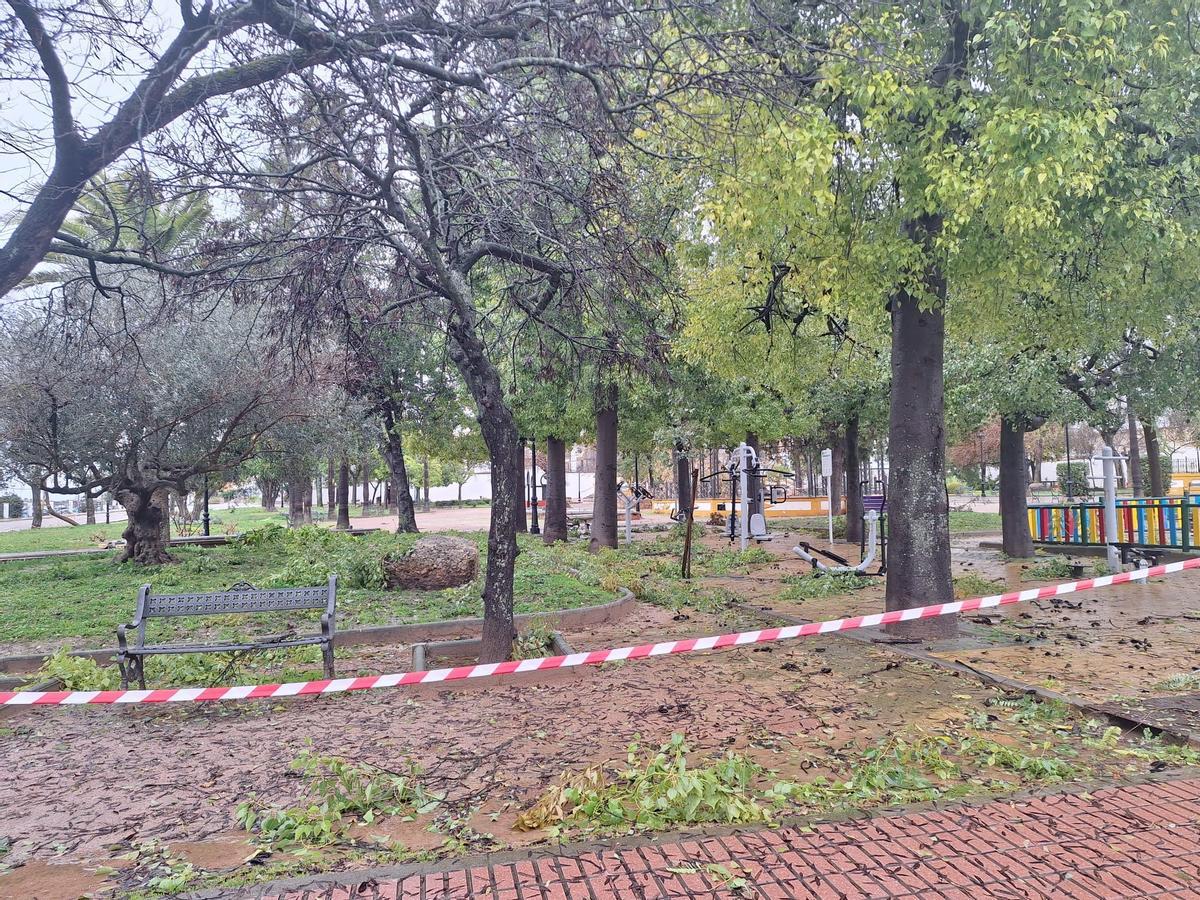 El viento ha derribado árboles y ramas en todas las zonas verdes de Montilla.