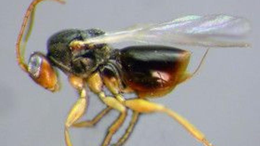Descubiertas ocho nuevas especies de avispas en Panamá