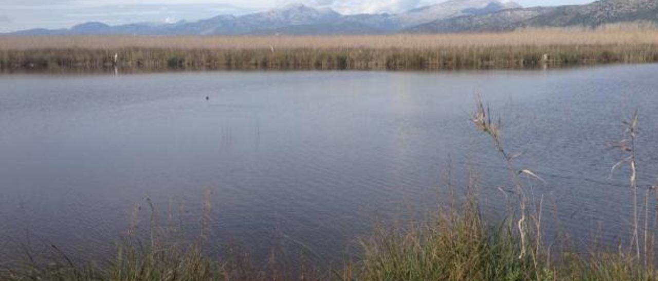 Vista general de la zona meridional del parque natural de s&#039;Albufera. El humedal está cambiando progresivamente sus condiciones climáticas.