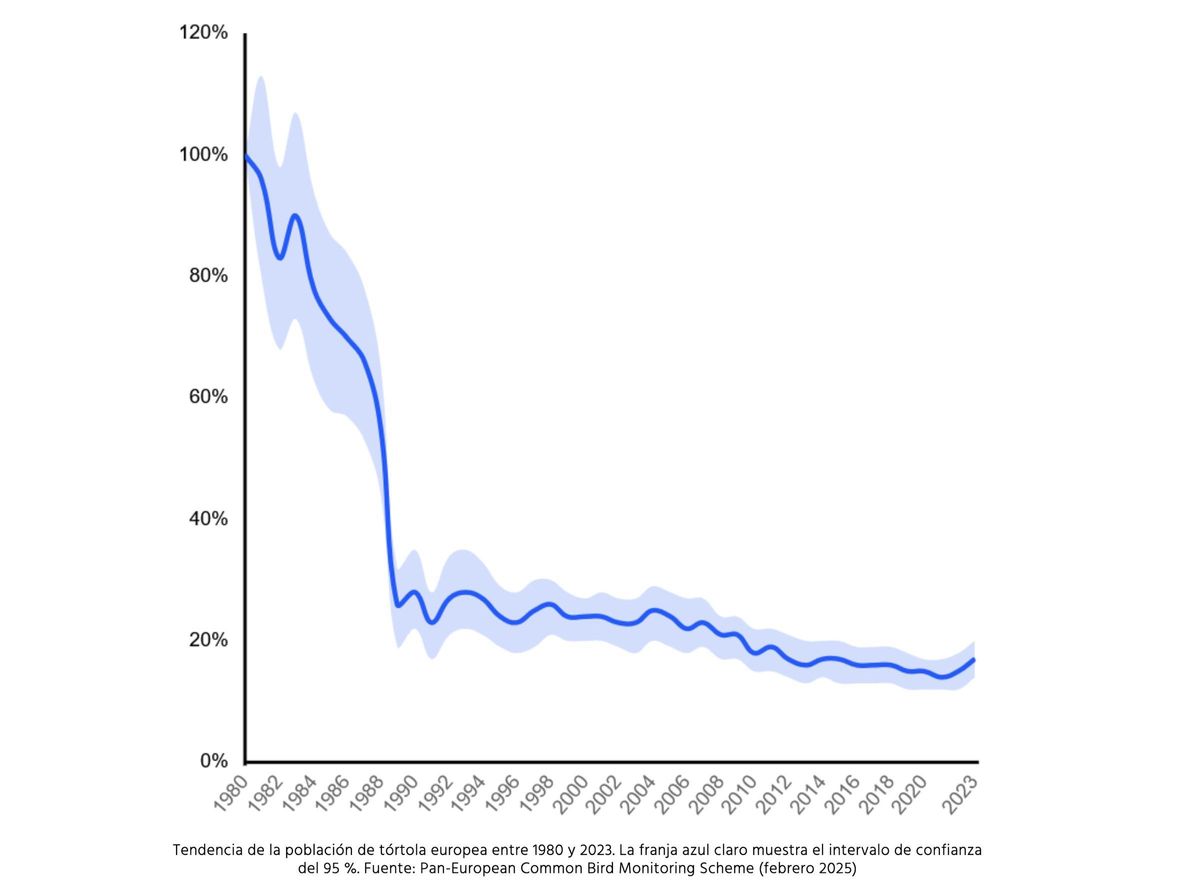 Tendencia de la población de tórtola europea entre 1980 y 2023. La franja azul claro muestra el intervalo de confianza del 95%. Pan-European Common Bird Monitoring Scheme (febrero 2025).