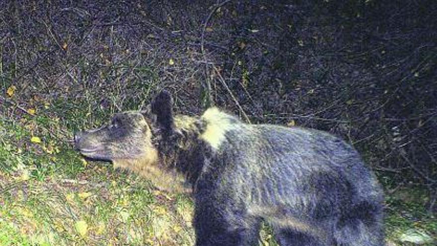 Arriba, un oso adulto identificado por el FAPAS este año en el concejo de Teverga. A la izquierda, un ejemplar joven localizado en el municipio de Proaza en el primer trimestre de 2011. / reproducción de l. valdés