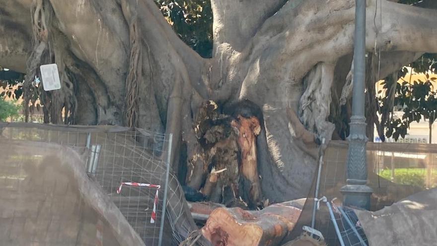 Valencia | El ayuntamiento revisará los árboles monumentales de la ciudad  tras el accidente del Parterre