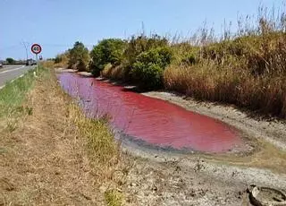 El GOB alerta de la "imparable" salinización de las aguas de s'Albufera