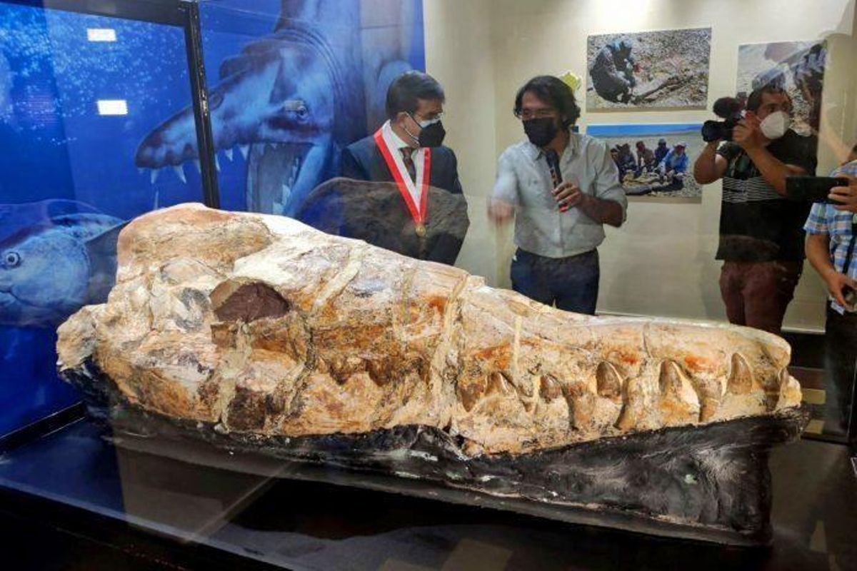 La ballena tiene 36 millones de años