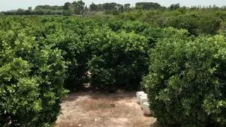 Moncada pierde 20.000 euros en ayudas directas a los agricultores