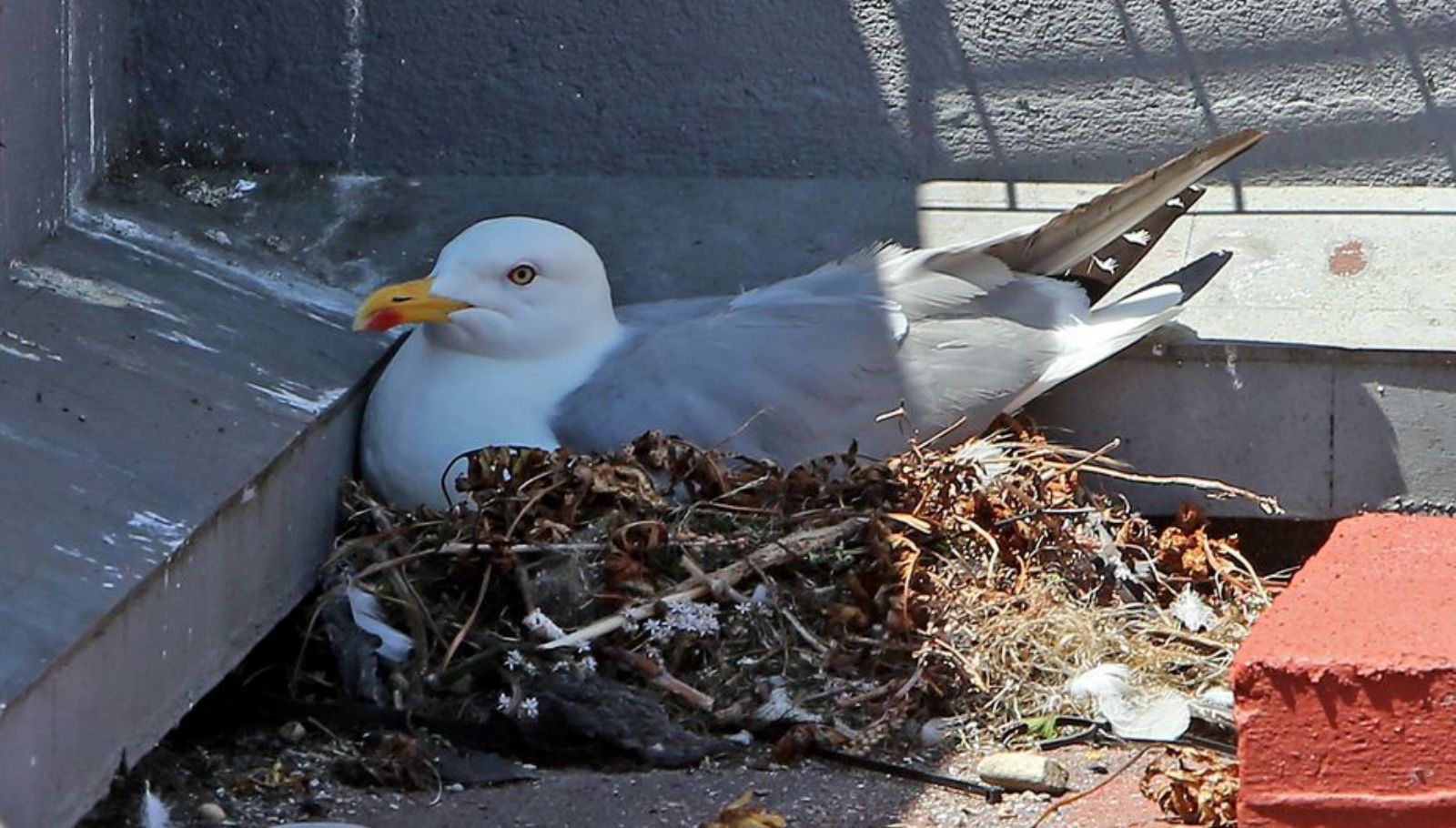 Nido de gaviota en la azotea de un edificio