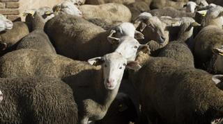 Un millar de ovejas pasarán por Galapagar y Colmenarejo en defensa de las vías pecuarias