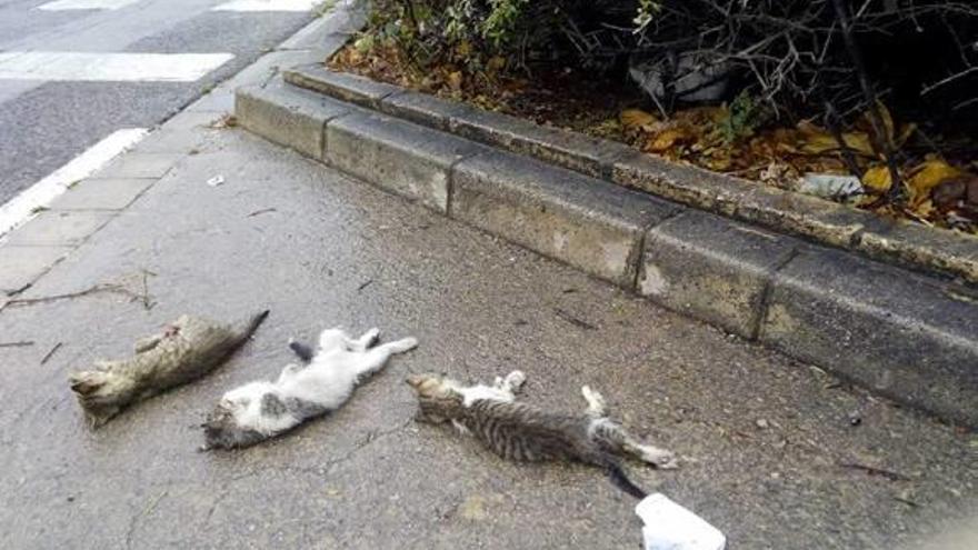 Los animales muertos junto al colegio Martí Sorolla.