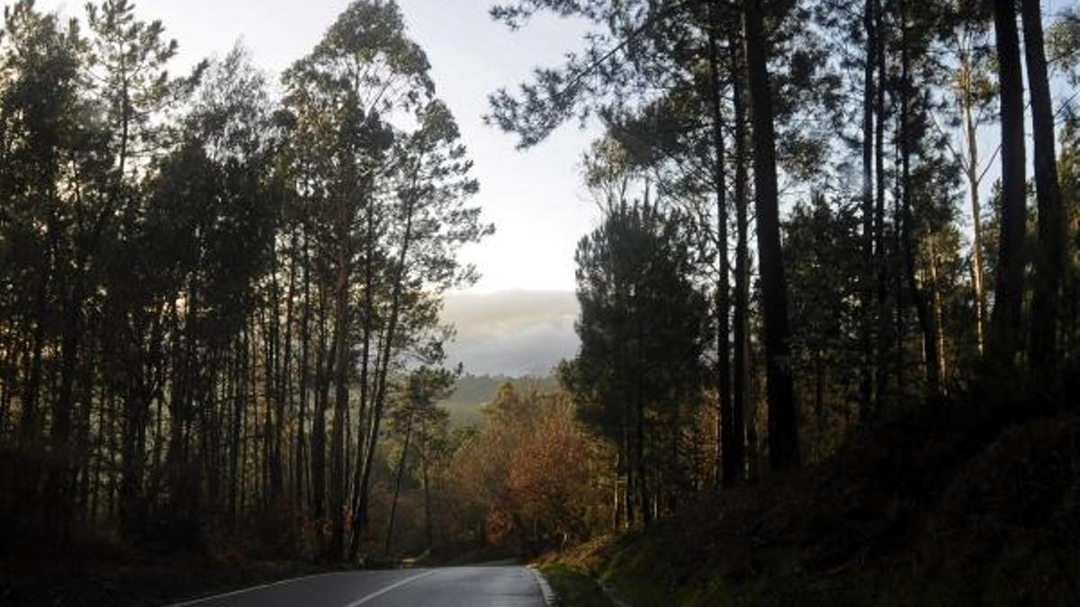 Una carretera rodeada por eucaliptos