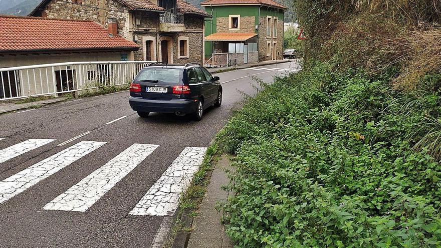 El acceso a Cenera, entre maleza