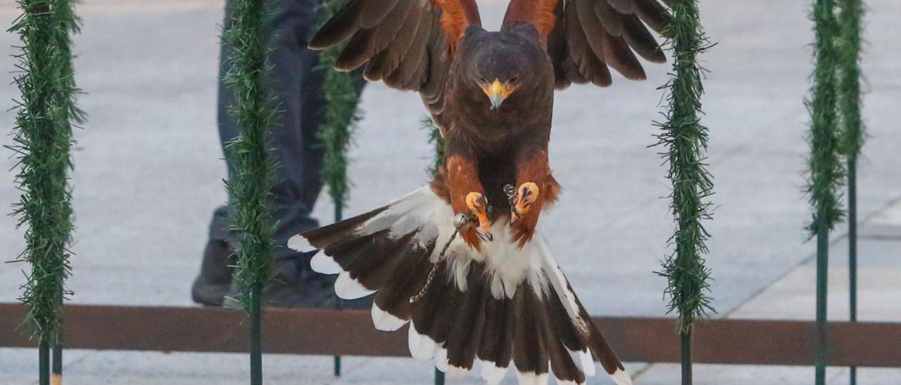 Un águila emprende el vuelo en una de las exhibiciones recientes en Meaño. |  // IÑAKI ABELLA