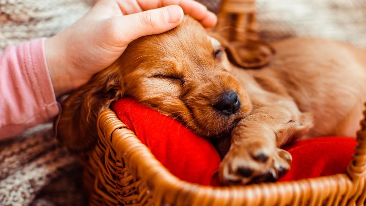 Estos son los errores más comunes con los cachorros de perro.