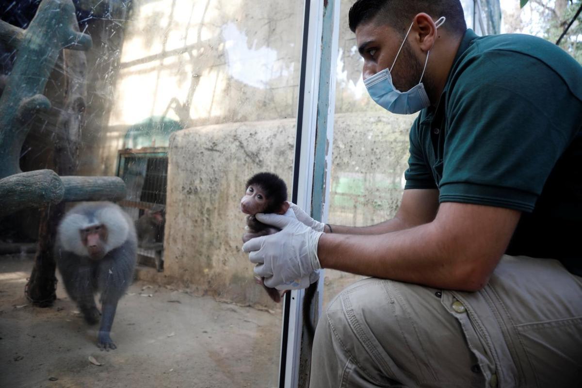 Un empleado de zoo sujeta una cría de mono babuíno ante el cristal del recinto de su padre en el Qualquilya Zoo