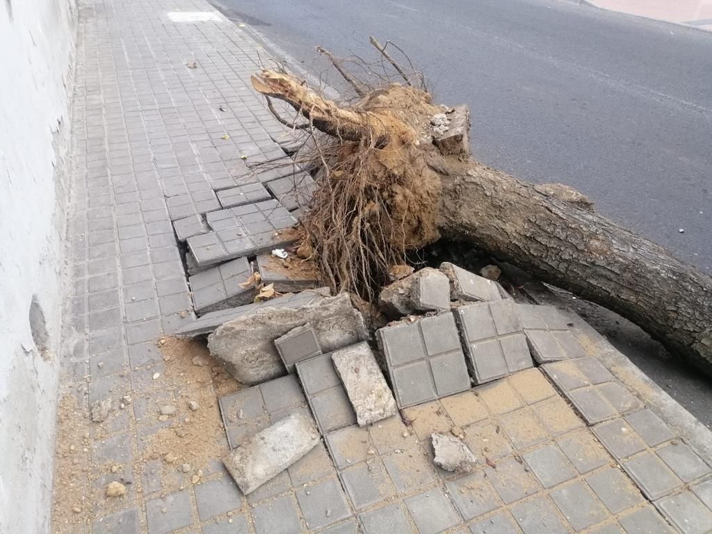 Efectos del viento en Telde