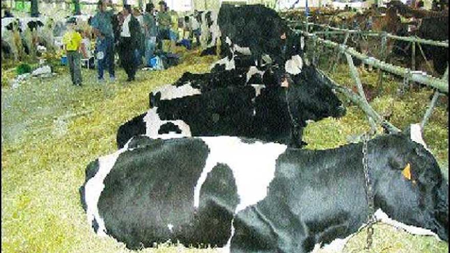 Vacas frisonas, productoras de leche.