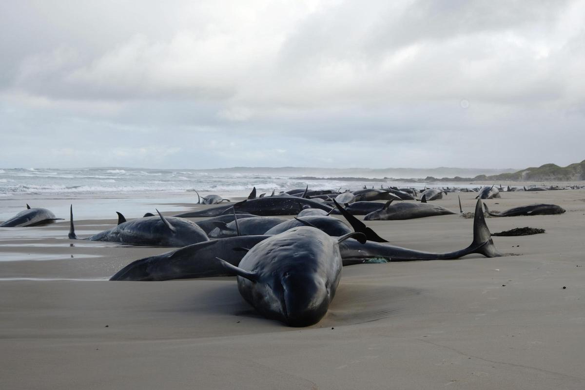 Más de 150 ballenas aparecen varadas en una playa de Tasmania, en Australia
