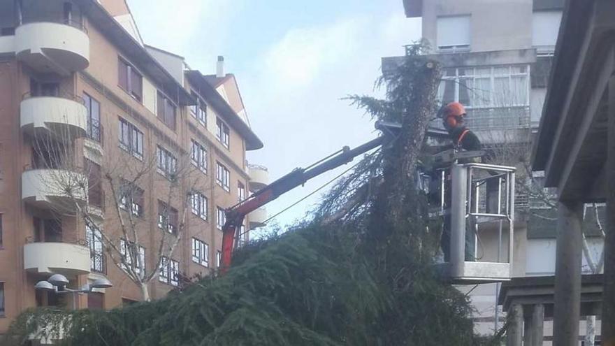 Talan en Cáceres un cedro ante el riesgo de caída