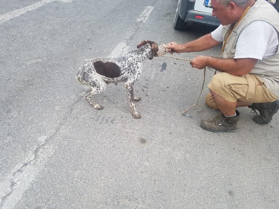 Rescatan a doce perros adultos y diez cachorros en el Pla de la Vallonga