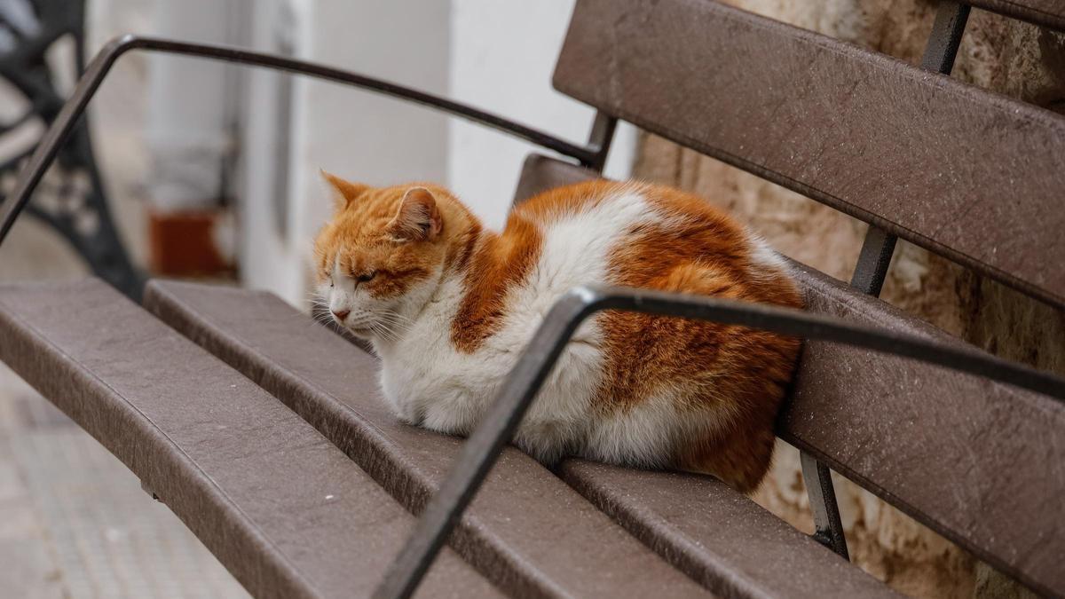 El Ayuntamiento de Alicante ha perdido una subvención para las colonias felinas
