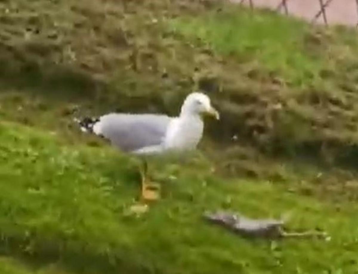 Una gaviota junto a una rata en la Alameda de Vigo.