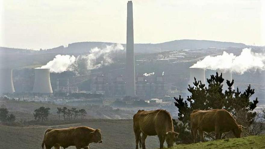 Tres vacas pastan junto a las chimeneas de la central térmica de As Pontes, en A Coruña. / víctor echave