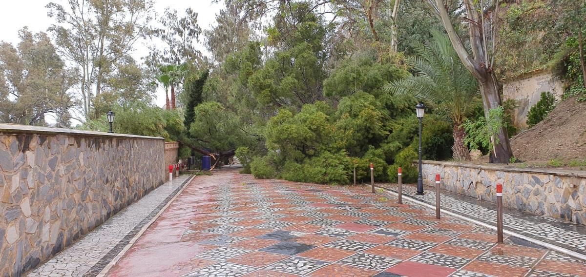 Árbol caído en Archena