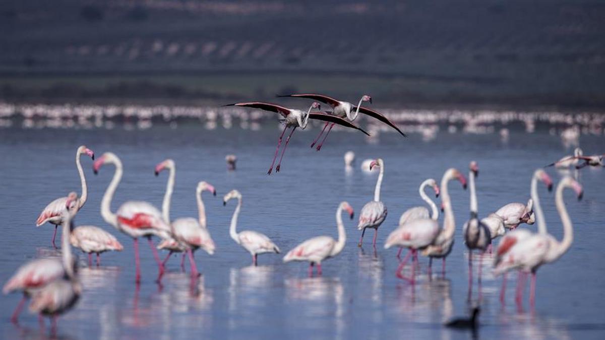 Flamencos en la laguna de Fuente de Piedra.