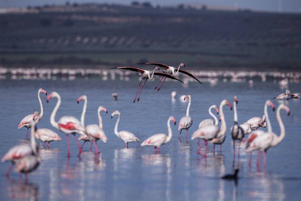 Flamencos en la laguna de Fuente de Piedra.