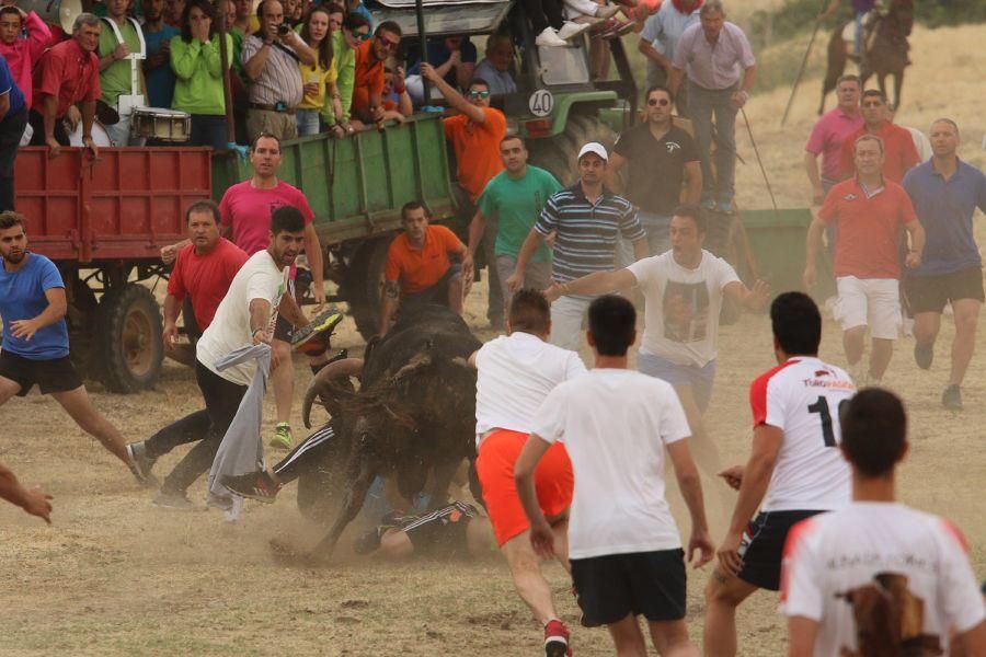 Segundo encierro taurino en Guarrate