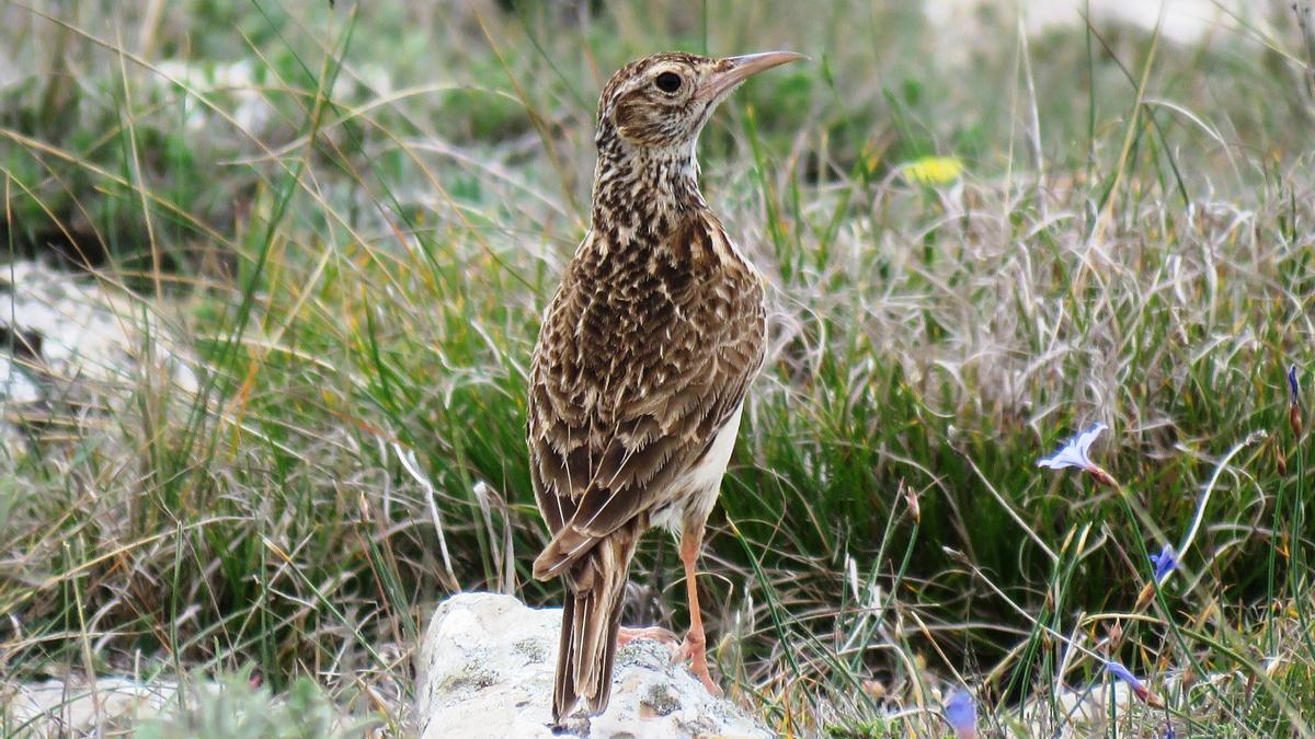 La alondra ricotí es una especie de ave en peligro de extinción en España.