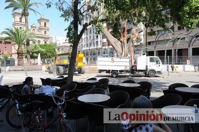 El estado final del ficus de Santo Domingo