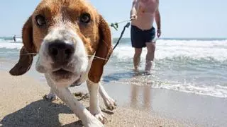 La playa de perros de Alicante volverá a tener quiosco y tumbonas cinco años después