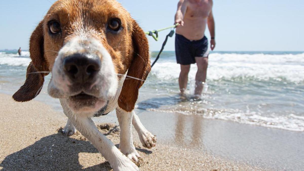 Un beagle en la playa de Agua Amarga.