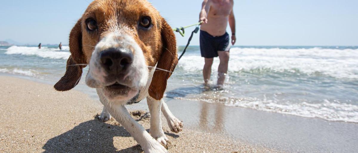 Un beagle en la playa de Agua Amarga.