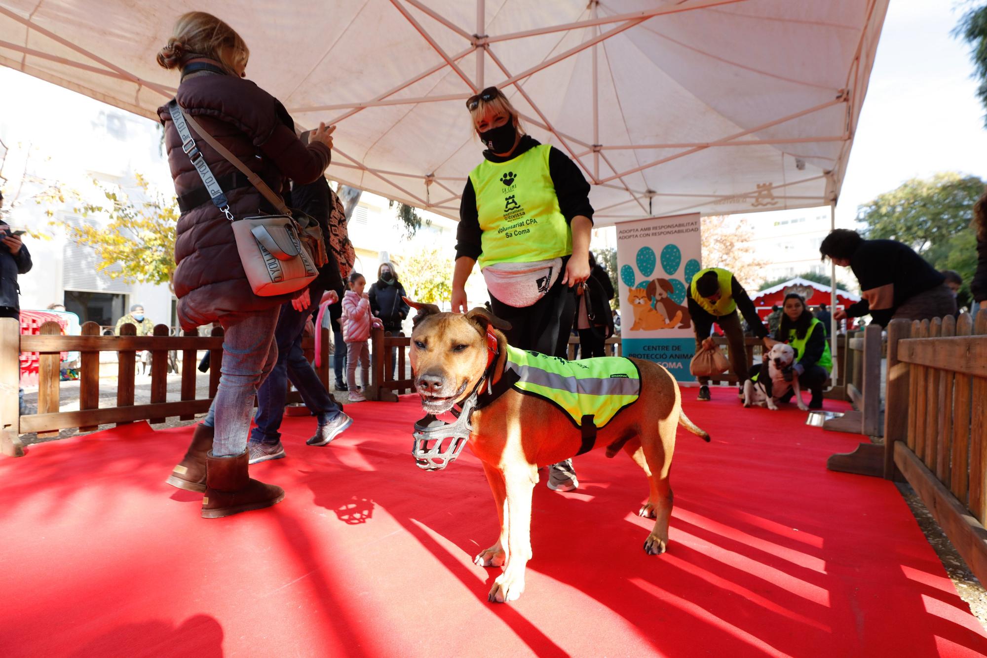 Jornada de adopción de perros en Ibiza