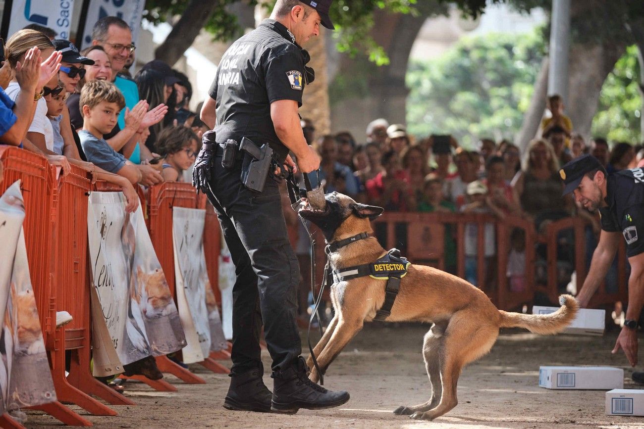 Día de los Animales en Santa Cruz