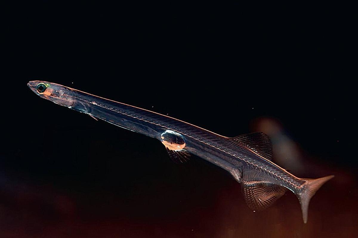 Ejemplar de pez fideo asiático.